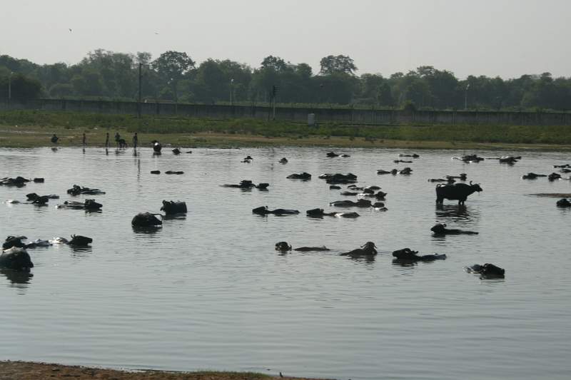 India & Nepal 2011 - 1287